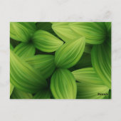 Carte Postale Feuilles tropicaux 9 (Dos)