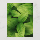 Carte Postale Feuilles tropicaux 9 (Devant)