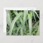Carte Postale Feuilles Vertes Humides (Devant / Derrière)