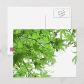Carte Postale Feuilles verts (Devant / Derrière)