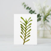 Carte Postale Feuilles verts (Debout devant)