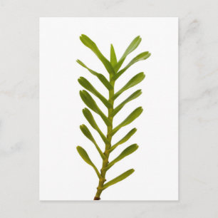 Carte Postale Feuilles verts