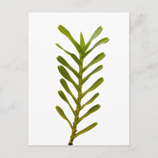 Carte Postale Feuilles verts (Devant)