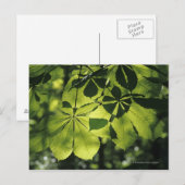Carte Postale Feuilles verts à sept points avec éclairage solair (Devant / Derrière)