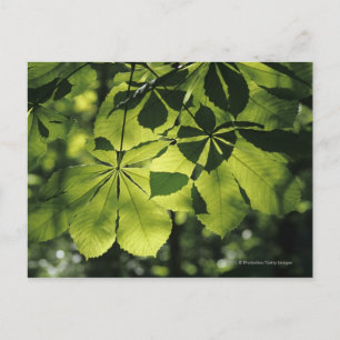 Carte Postale Feuilles verts à sept points avec éclairage solair