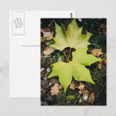 Carte Postale Feuilles verts chêne (Devant / Derrière)