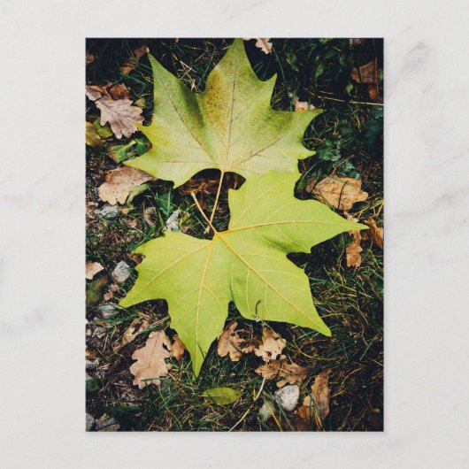 Carte Postale Feuilles verts chêne (Devant)