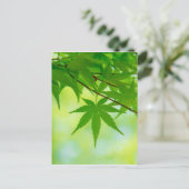 Carte Postale Feuilles verts de l'érable japonais (Debout devant)