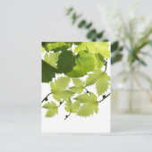 Carte Postale Feuilles verts de vigne (Debout devant)