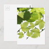 Carte Postale Feuilles verts de vigne (Devant / Derrière)