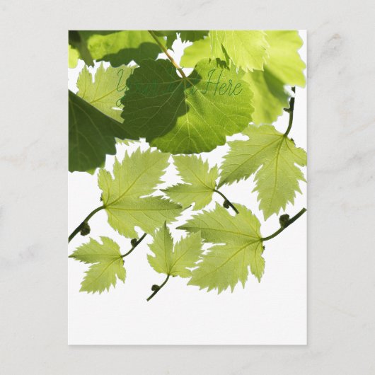 Carte Postale Feuilles verts de vigne (Devant)