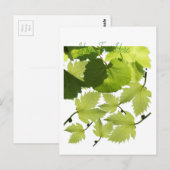 Carte Postale Feuilles verts de vigne (Devant / Derrière)