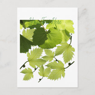 Carte Postale Feuilles verts de vigne