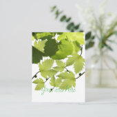 Carte Postale Feuilles verts de vigne (Debout devant)
