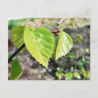 Feuilles verts Feuille de bouleau