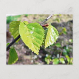 Carte Postale Feuilles verts Feuille de bouleau