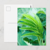 Carte Postale Feuilles verts frais (Devant / Derrière)