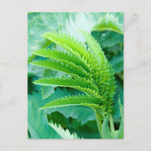 Carte Postale Feuilles verts frais