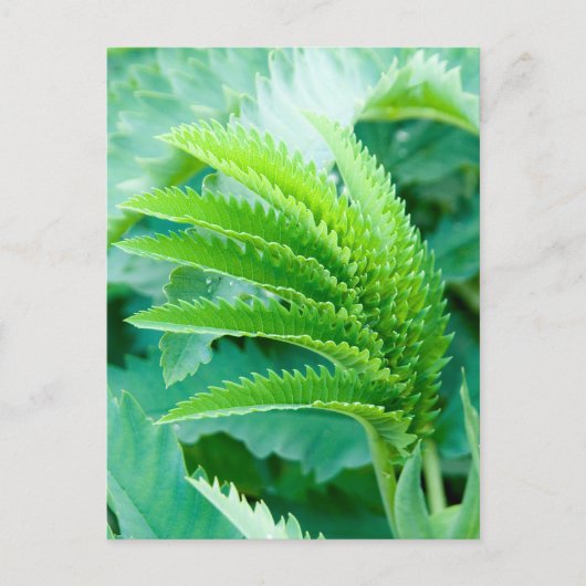 Carte Postale Feuilles verts frais (Devant)