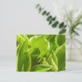 Carte Postale Feuilles verts Hosta (Debout devant)