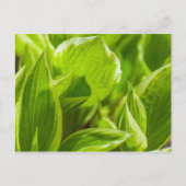 Carte Postale Feuilles verts Hosta (Devant)