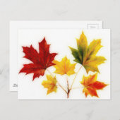 Carte Postale feuilles vintages (Devant / Derrière)