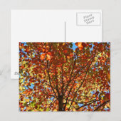 Carte Postale Feux d'artifice d'automne (Devant / Derrière)