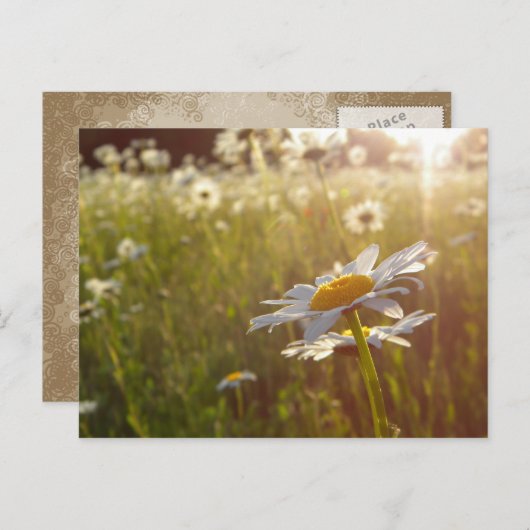 Carte Postale Feux de marguerite (Devant / Derrière)