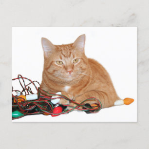 Carte Postale Feux de Noël de la mine de chat