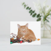 Carte Postale Feux de Noël de la mine de chat (Debout devant)