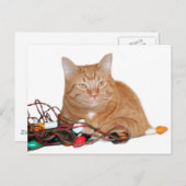 Carte Postale Feux de Noël de la mine de chat (Devant / Derrière)