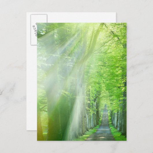 Carte Postale Feux de soleil (Devant / Derrière)