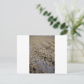 Carte Postale Fèves de café (Debout devant)