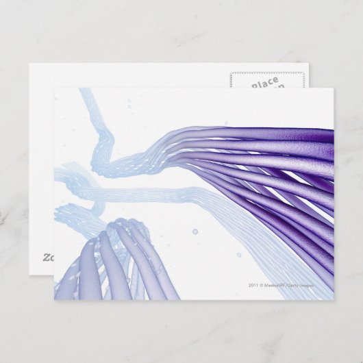 Carte Postale Fibres nerveuses stylisées (Devant / Derrière)