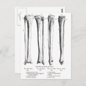Carte postale Fibula & Tibia (Devant / Derrière)