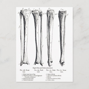 Carte postale Fibula & Tibia