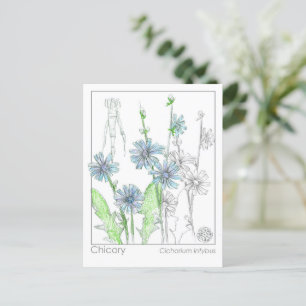 Carte Postale Fiche d'étude sur les plantes de la monographie mé