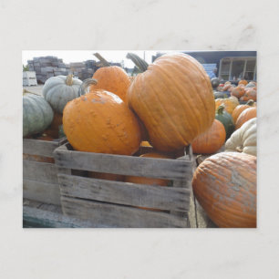 Carte Postale Fichier citrouille