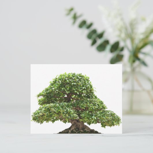 Carte Postale Ficus bonsai isolé (Debout devant)