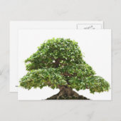 Carte Postale Ficus bonsai isolé (Devant / Derrière)