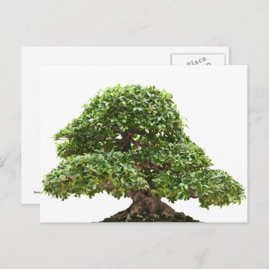 Carte Postale Ficus bonsai isolé (Devant / Derrière)