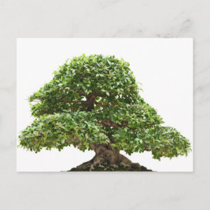 Carte Postale Ficus bonsai isolé