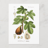 Carte Postale Ficus carica (Fig.) (Devant)