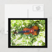 Carte postale Fiddle et Ivy Violon (Devant / Derrière)
