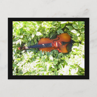 Carte postale Fiddle et Ivy Violon