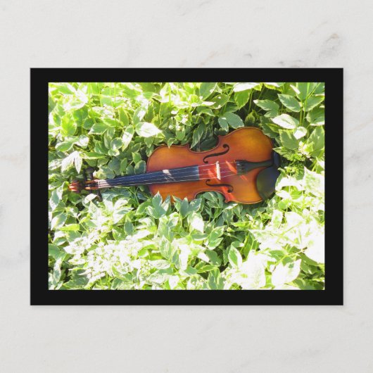 Carte postale Fiddle et Ivy Violon (Devant)