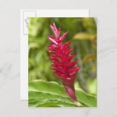 Carte Postale Fidji, île de Viti Levu. Fleur. (Devant / Derrière)