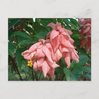 Carte postale Fidji rose et jaune