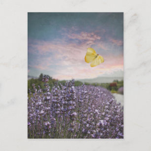 Carte Postale Field of Lavender Flowers, Blue Sky, Pink Sunset,