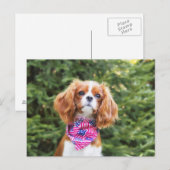 Carte Postale Fier chiot Cavalier King Charles Spaniel (Devant / Derrière)
